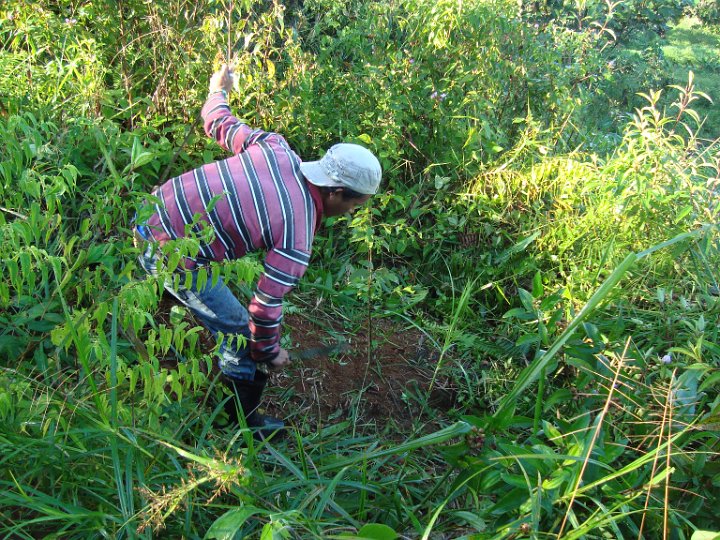 Maintenance of planted seedlings (3).JPG
